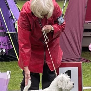 Oppenklass hanar 508