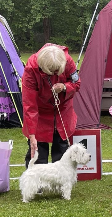 Oppenklass hanar 508