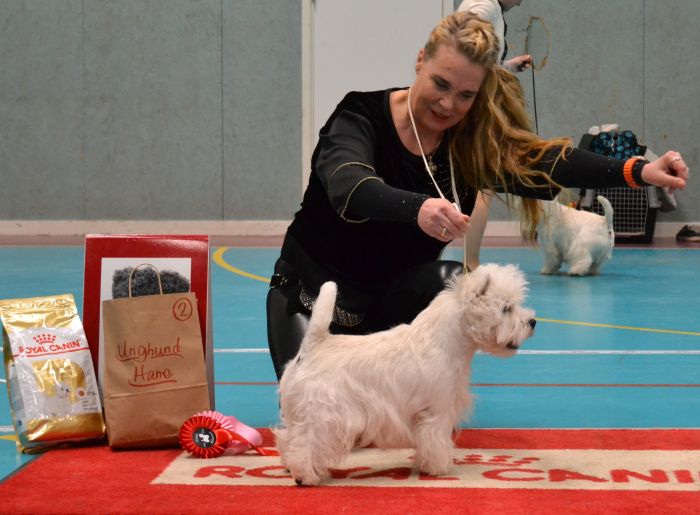 11 Unghunds klass hanar nr.1