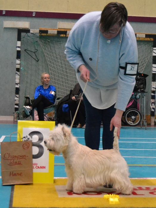 15 Championklass hanar nr.3