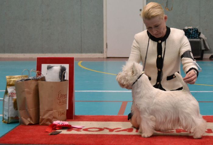 17 Oppenklass hanar nr.1