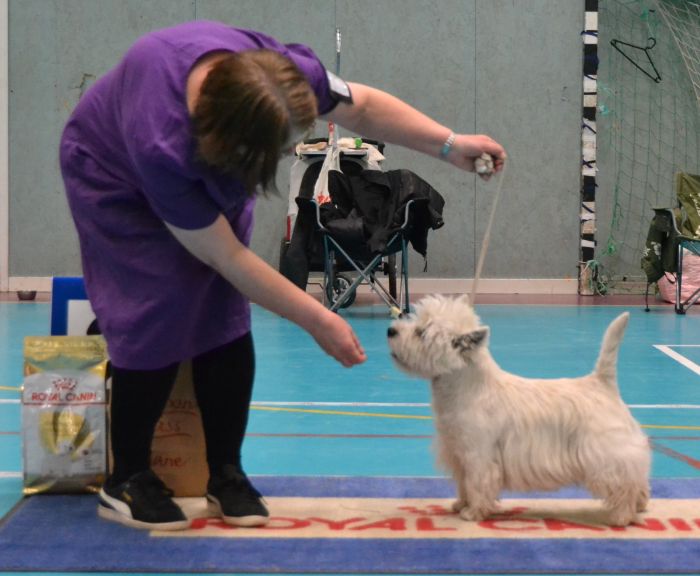 18 Oppenklass hanar nr.2