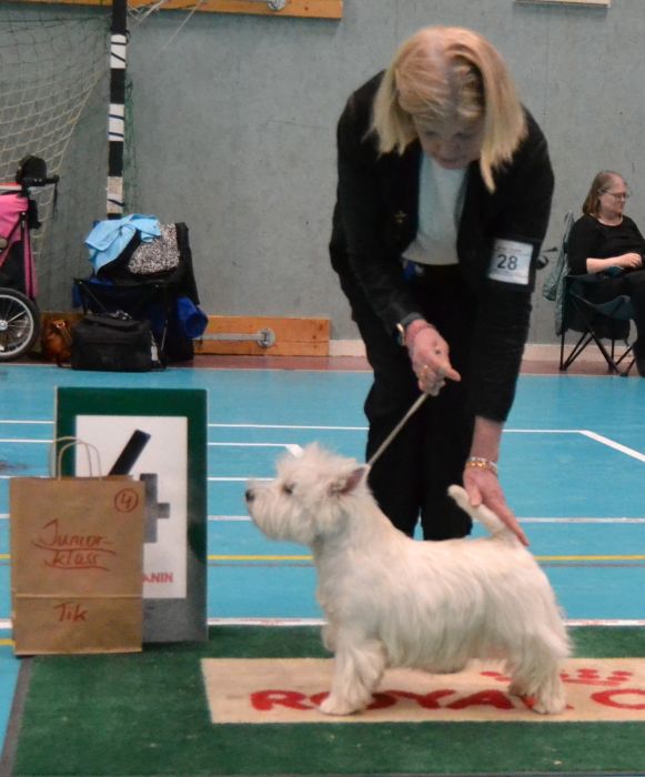 28 Juniorklass tikar nr.4