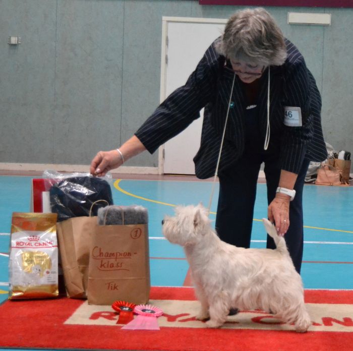 37 Championklass tikar nr.1