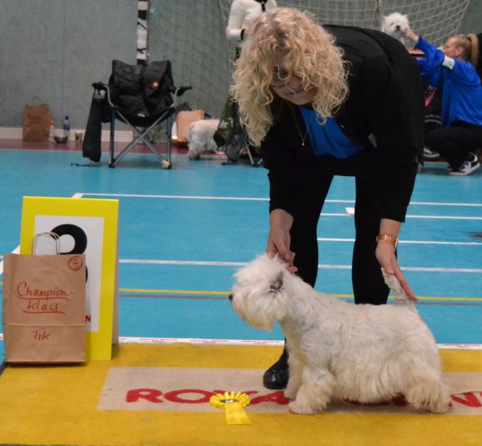 39 Championklass tikar nr.3