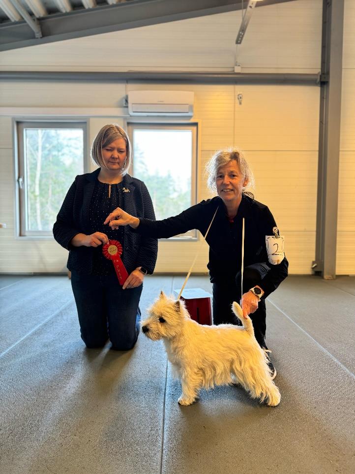 Unga Hanar 1 a Sparky Vuxna Hanar